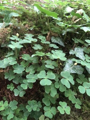 Oxalis acetosella