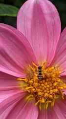 Toxomerus occidentalis