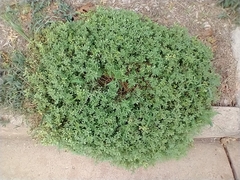 Portulaca oleracea