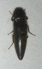 Orthostethus infuscatus