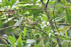 Phyllomyias nigrocapillus
