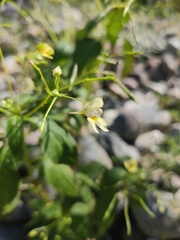 Impatiens parviflora