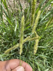 Setaria leucopila