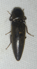 Orthostethus infuscatus