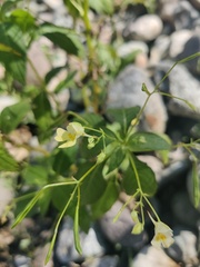 Impatiens parviflora