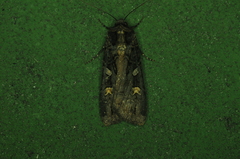 Actebia fennica
