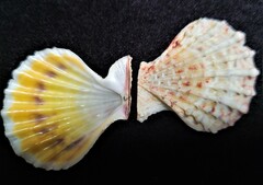 Caribachlamys pellucens