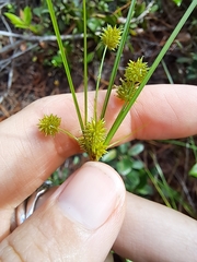 Cyperus croceus