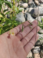 Impatiens parviflora