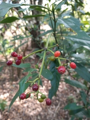 Psychotria carthagenensis