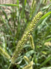 Setaria leucopila