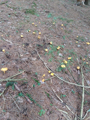 Cantharellus enelensis image