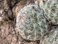 Mammillaria dioica