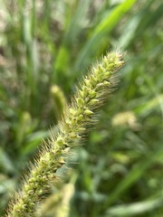 Setaria leucopila