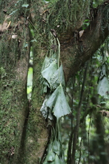 Antrophyopsis manniana