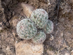 Mammillaria dioica