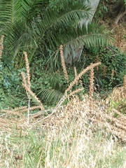 Acanthus mollis