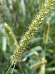 Setaria leucopila