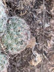 Mammillaria dioica