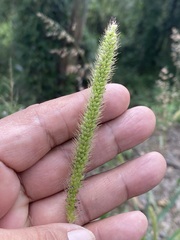 Setaria leucopila