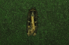 Actebia fennica