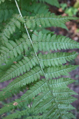 Dryopteris expansa