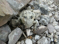 Phrynosoma taurus