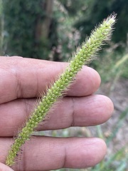 Setaria leucopila