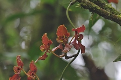 Cyrtochilum annulare