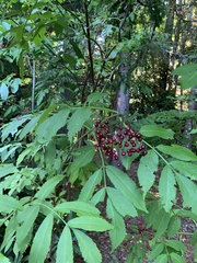 Sambucus racemosa