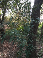 Psychotria carthagenensis