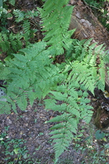 Dryopteris expansa