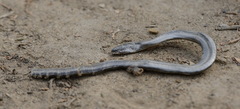 Anguis colchica