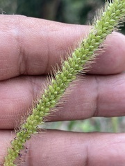Setaria leucopila