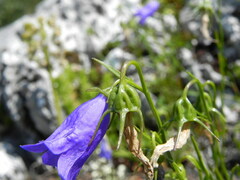Campanula scheuchzeri