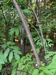 Sambucus racemosa