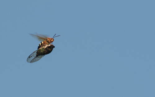 Eastern Cicada-killer Wasp, Cape May County, NJ, USA, photo 8 of 10