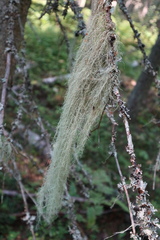 Usnea dasopoga