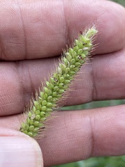 Setaria leucopila