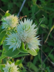 Gomphrena nitida
