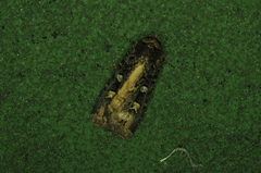 Actebia fennica