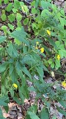 Hieracium umbellatum