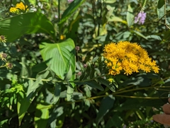 Solidago