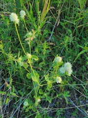 Gomphrena nitida