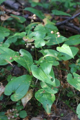 Maianthemum bifolium