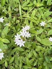 Richardia grandiflora