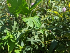 Solidago