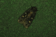 Actebia fennica