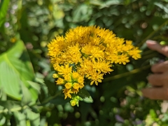 Solidago
