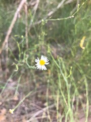 Chloracantha spinosa